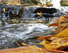 在线短信验证码接收
